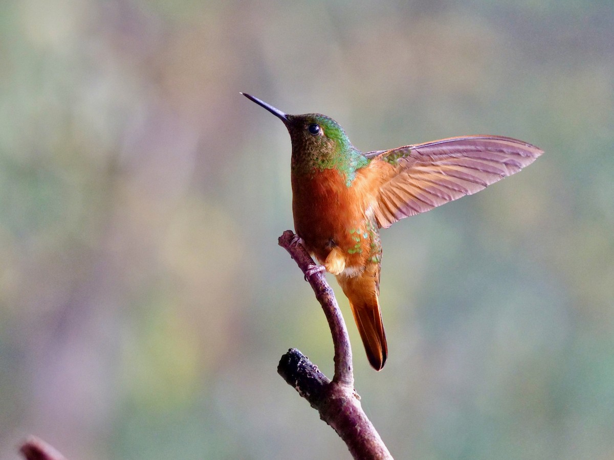 Chestnut-breasted Coronet - ML646287087