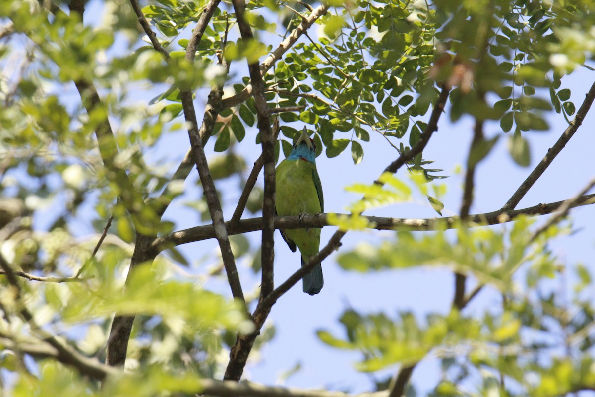 Голубощёкий бородастик - ML646287088