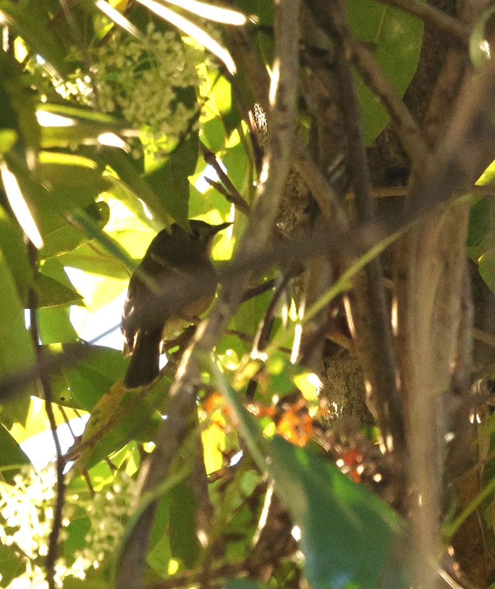 Серощёкая нильтава - ML646287089