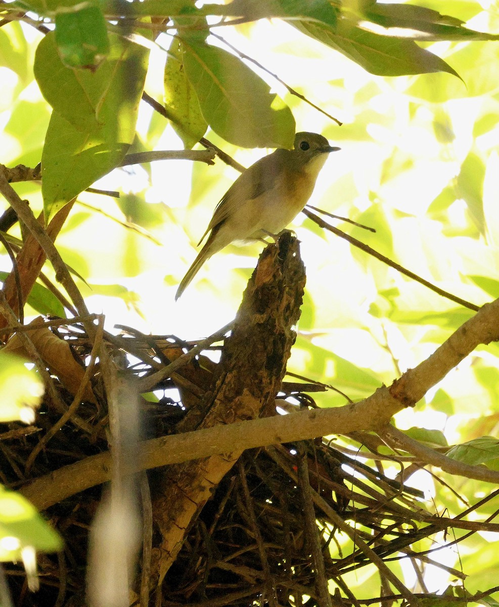 Серощёкая нильтава - ML646287090