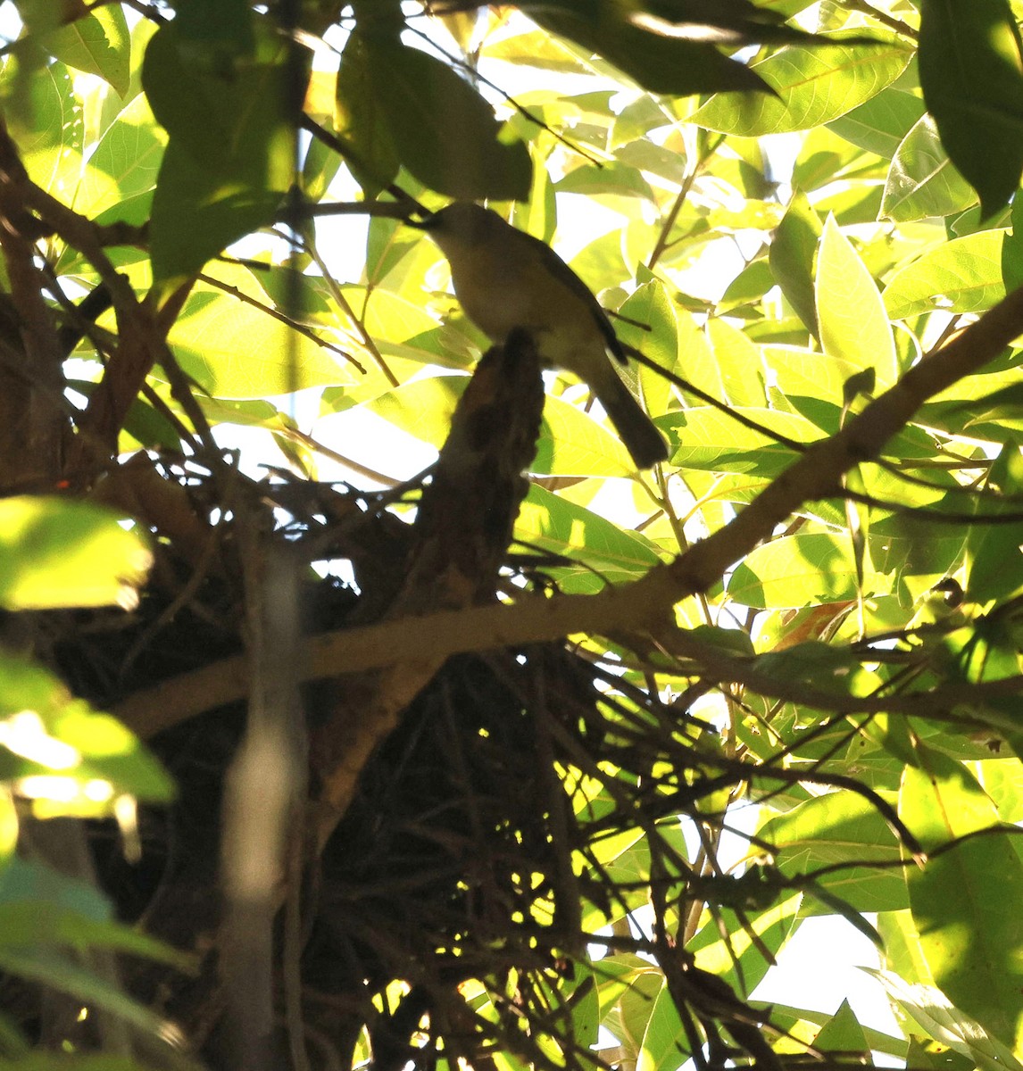 Серощёкая нильтава - ML646287092