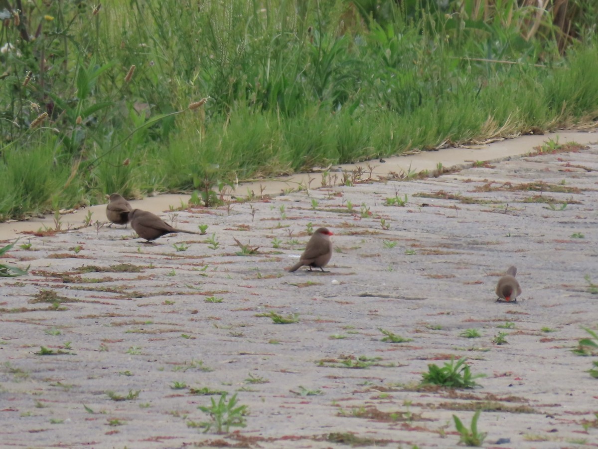 Волнистый астрильд - ML646287094