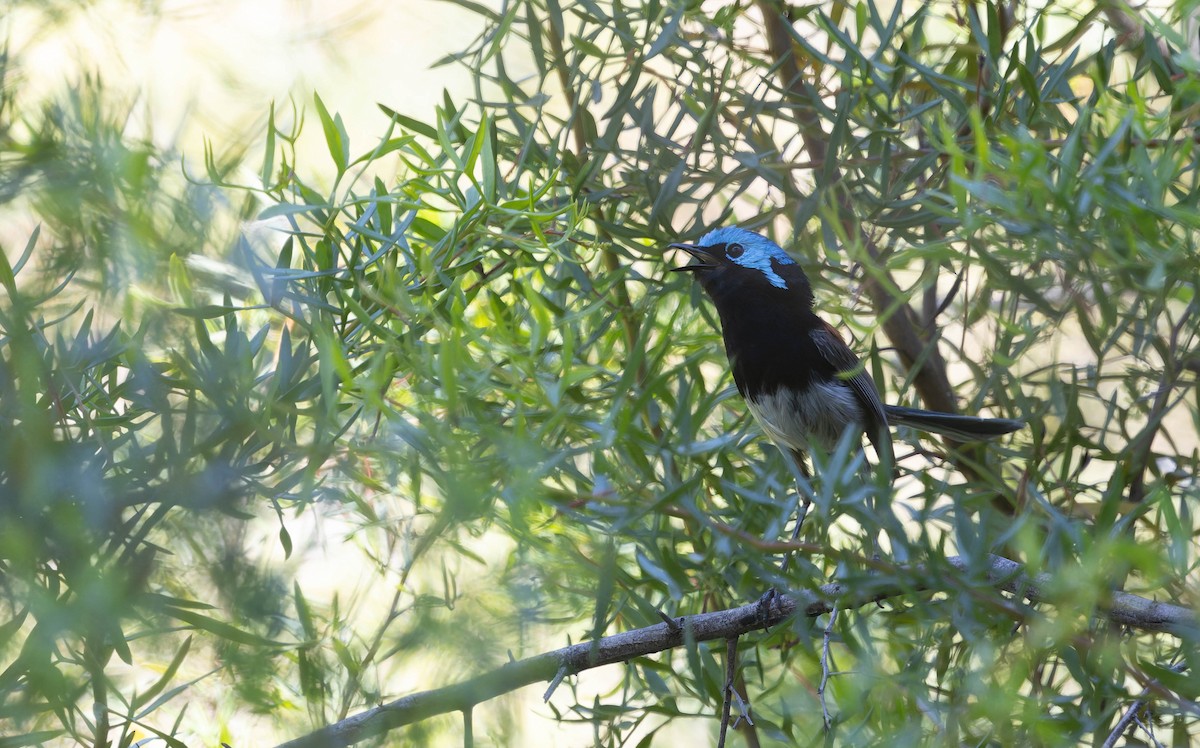 Элегантный малюр - ML646287097