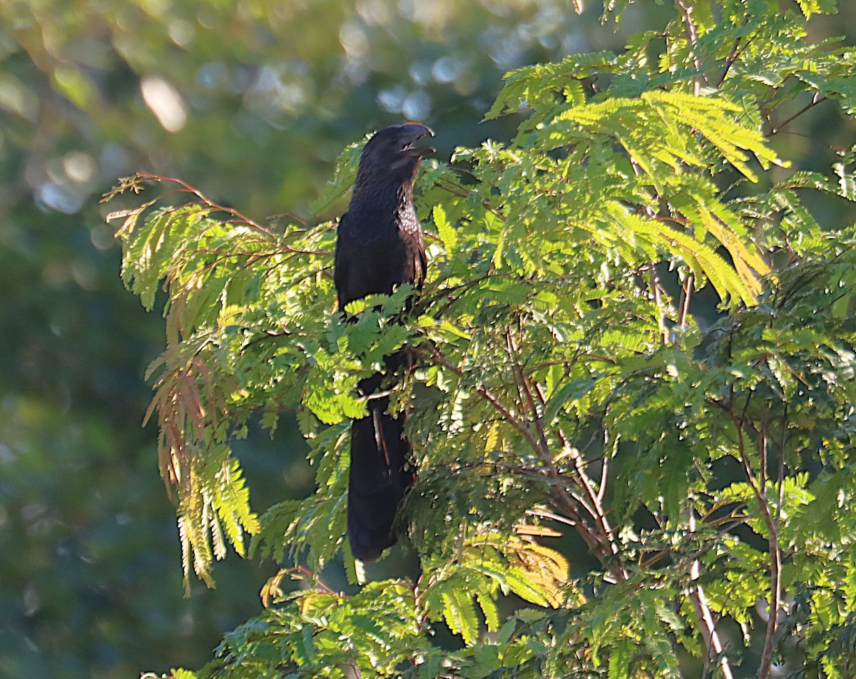 Гладкоклювая ани - ML646287101
