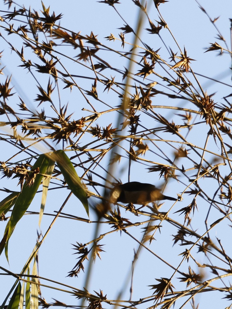 White-rumped Munia - ML646287111