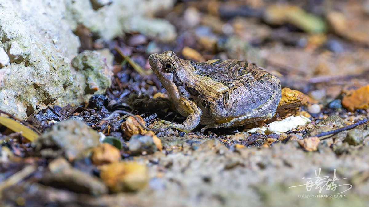Beautiful Pygmy Frog - ML646287116