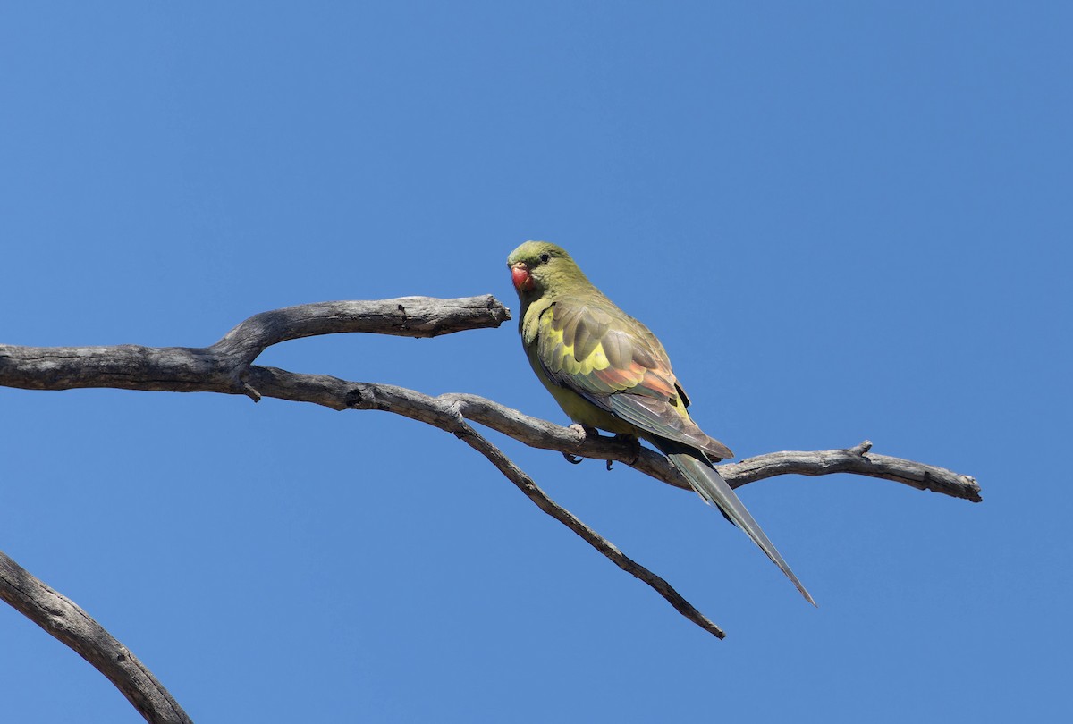 Regent Parrot - ML646287117