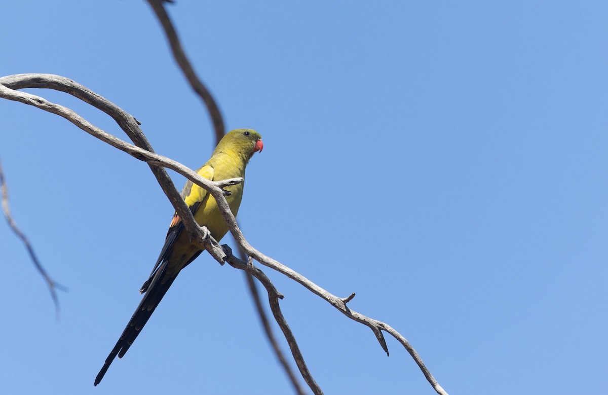 Regent Parrot - ML646287118