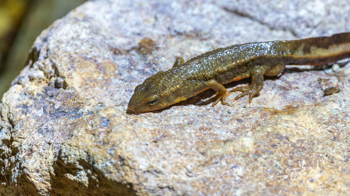 Hong Kong Warty Newt - ML646287119
