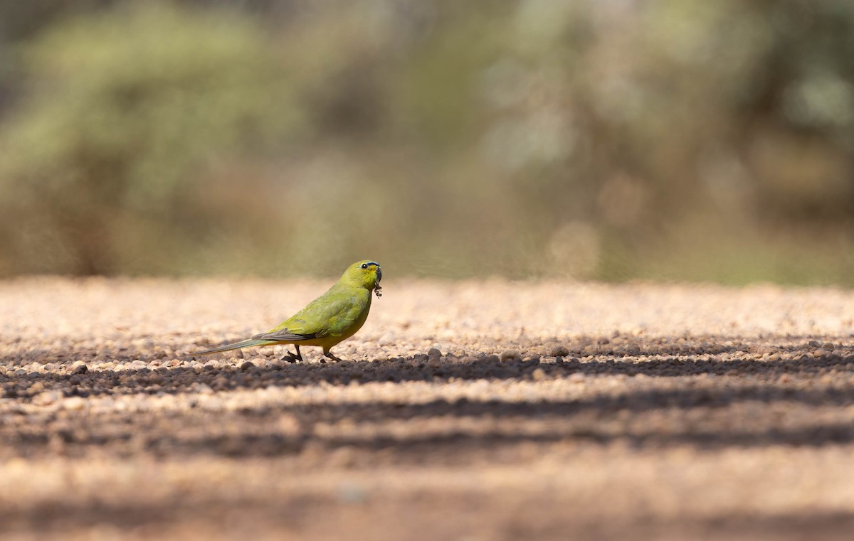 Elegant Parrot - ML646287120