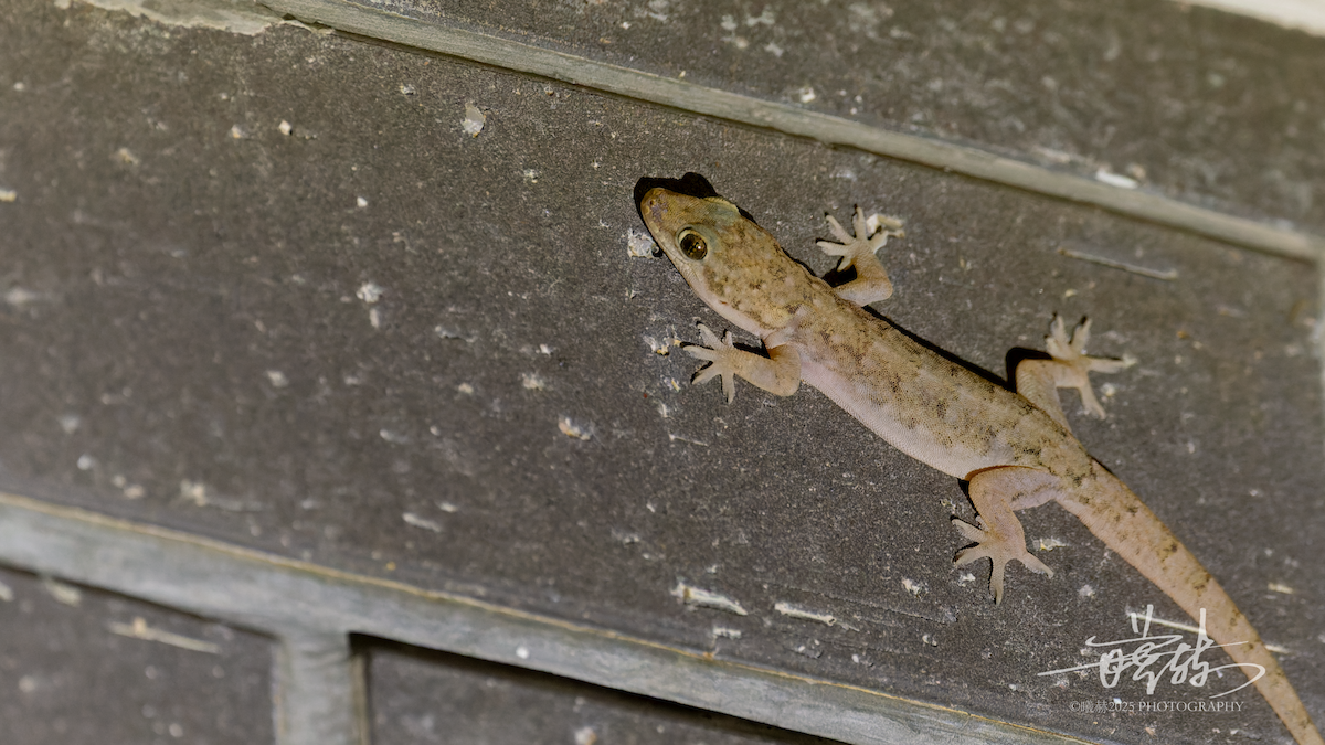 Oriental House Gecko - ML646287121