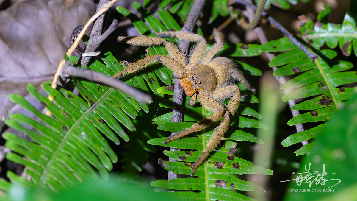 Pingtung Huntsman - ML646287122