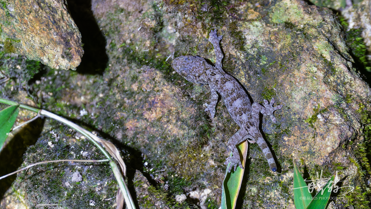 Chinese Narrow-disked Gecko - ML646287123