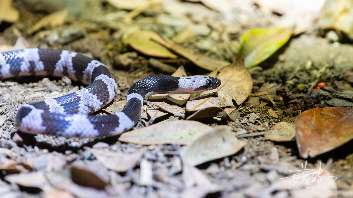 Futsing Wolf Snake - ML646287124