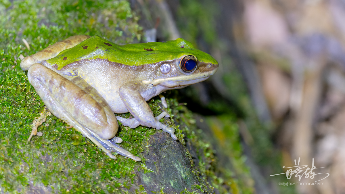 Longtoushan Large Odorous Frog - ML646287125