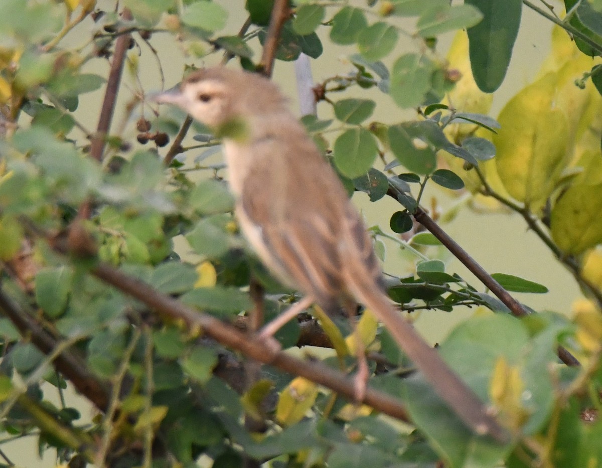 bird sp. - ML646287127