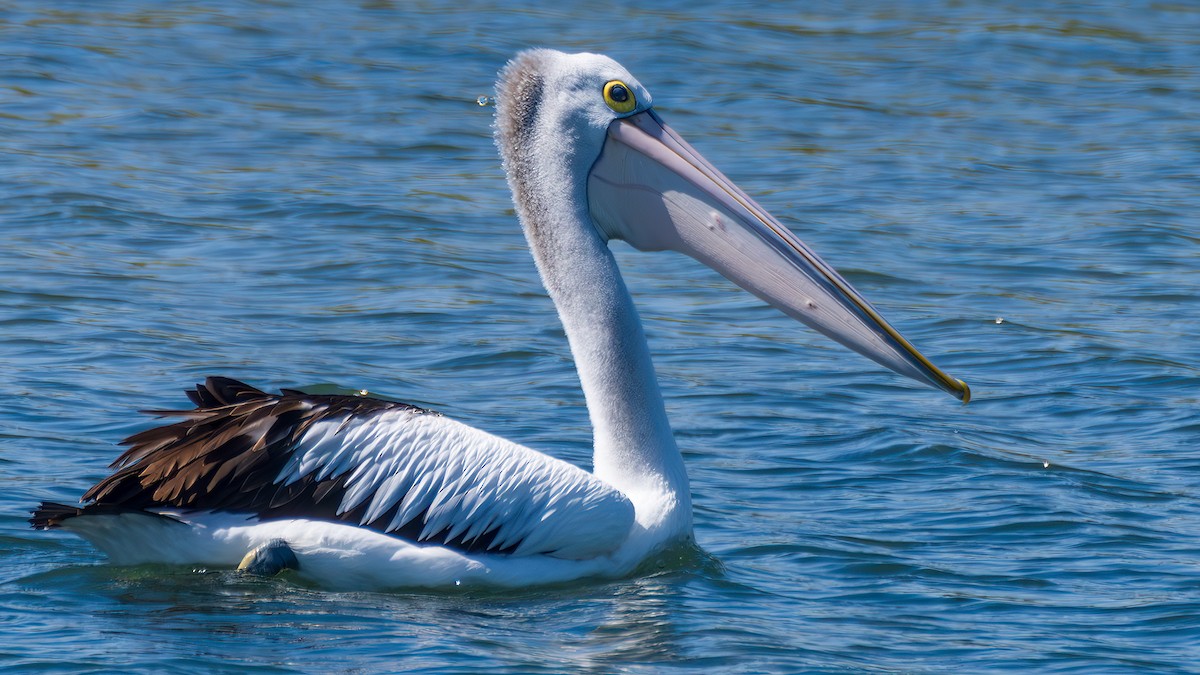 Australian Pelican - ML646287128