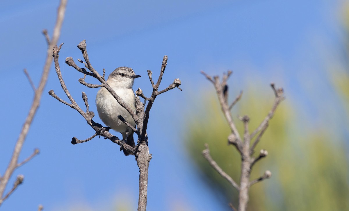 Yellow-rumped Thornbill - ML646287133