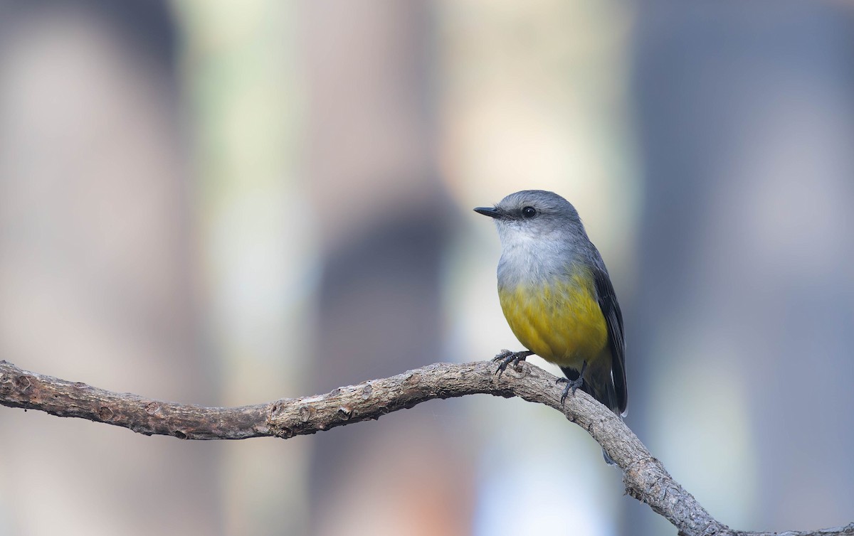 Western Yellow Robin - ML646287135