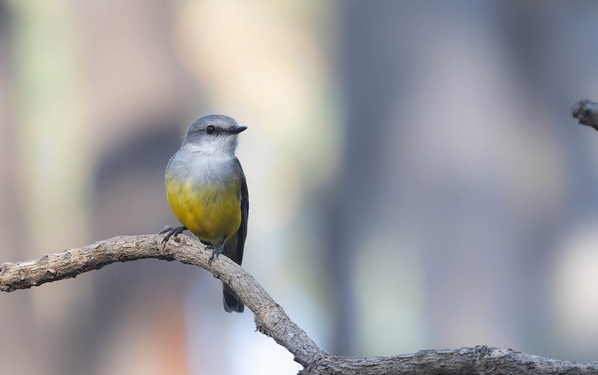 Western Yellow Robin - ML646287136