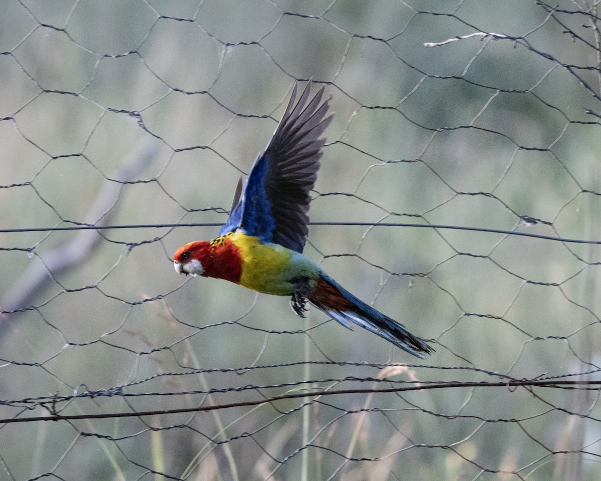 Eastern Rosella - ML646287138