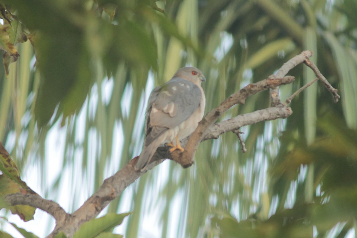 Shikra - ML646287142