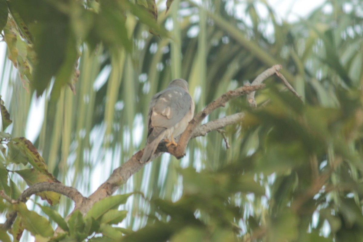 Shikra - ML646287146