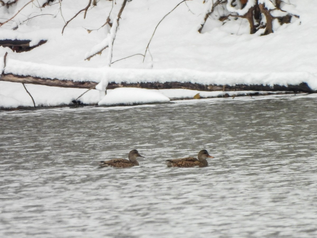 Gadwall - ML646287148
