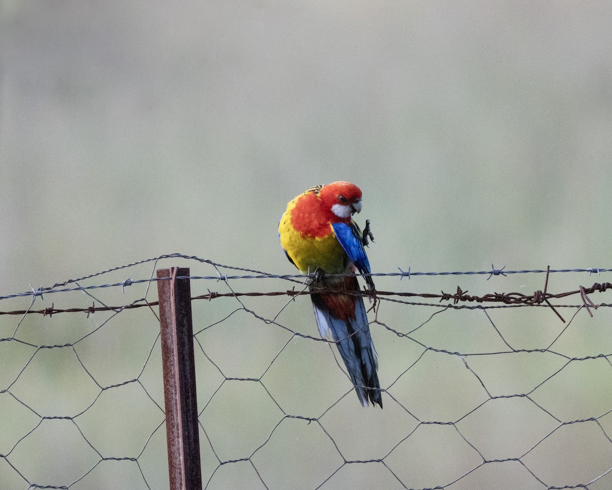Eastern Rosella - ML646287150