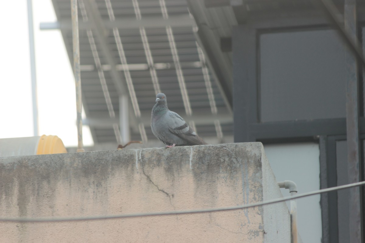 Rock Pigeon (Feral Pigeon) - ML646287151
