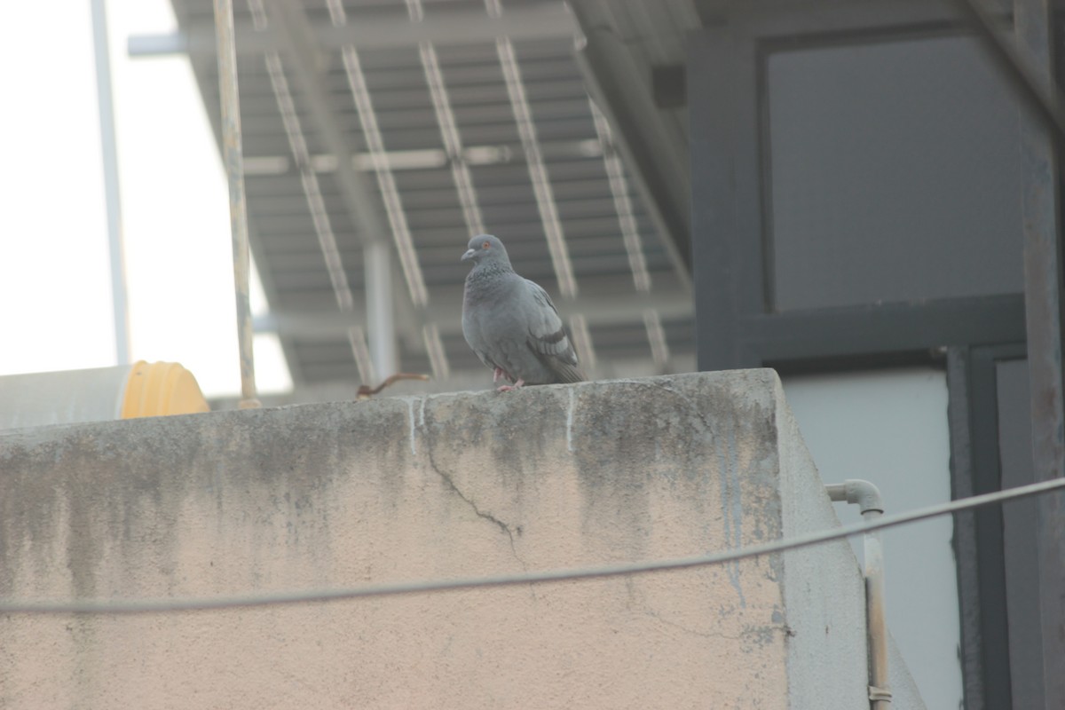 Rock Pigeon (Feral Pigeon) - ML646287152