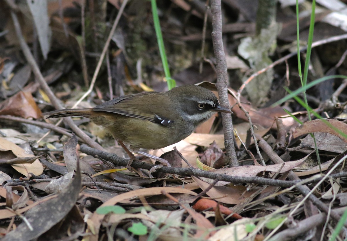 White-browed Scrubwren (White-browed) - ML646287153