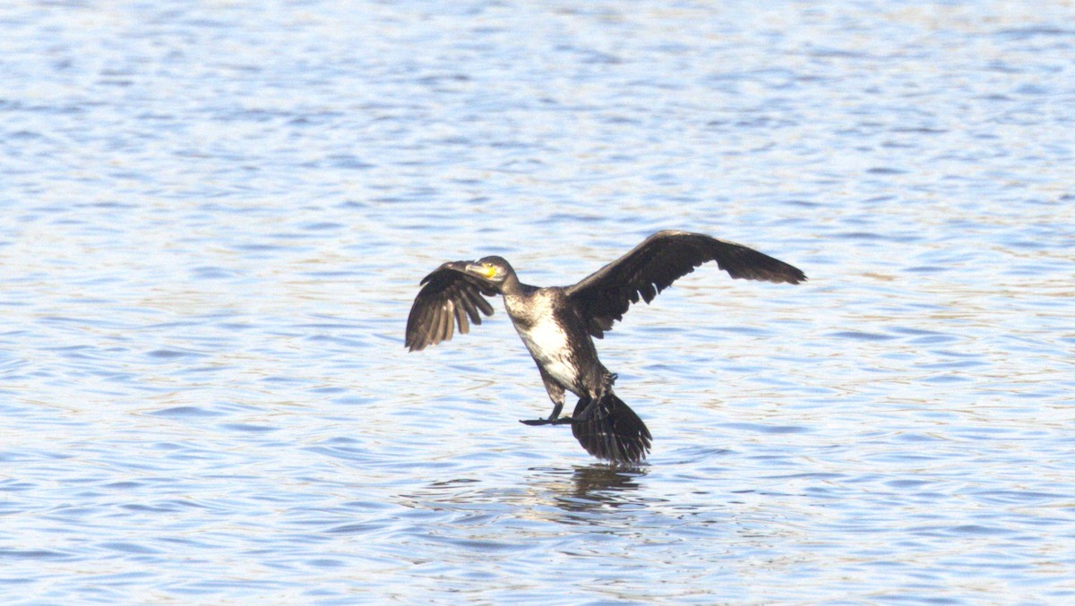 Great Cormorant - ML646287154