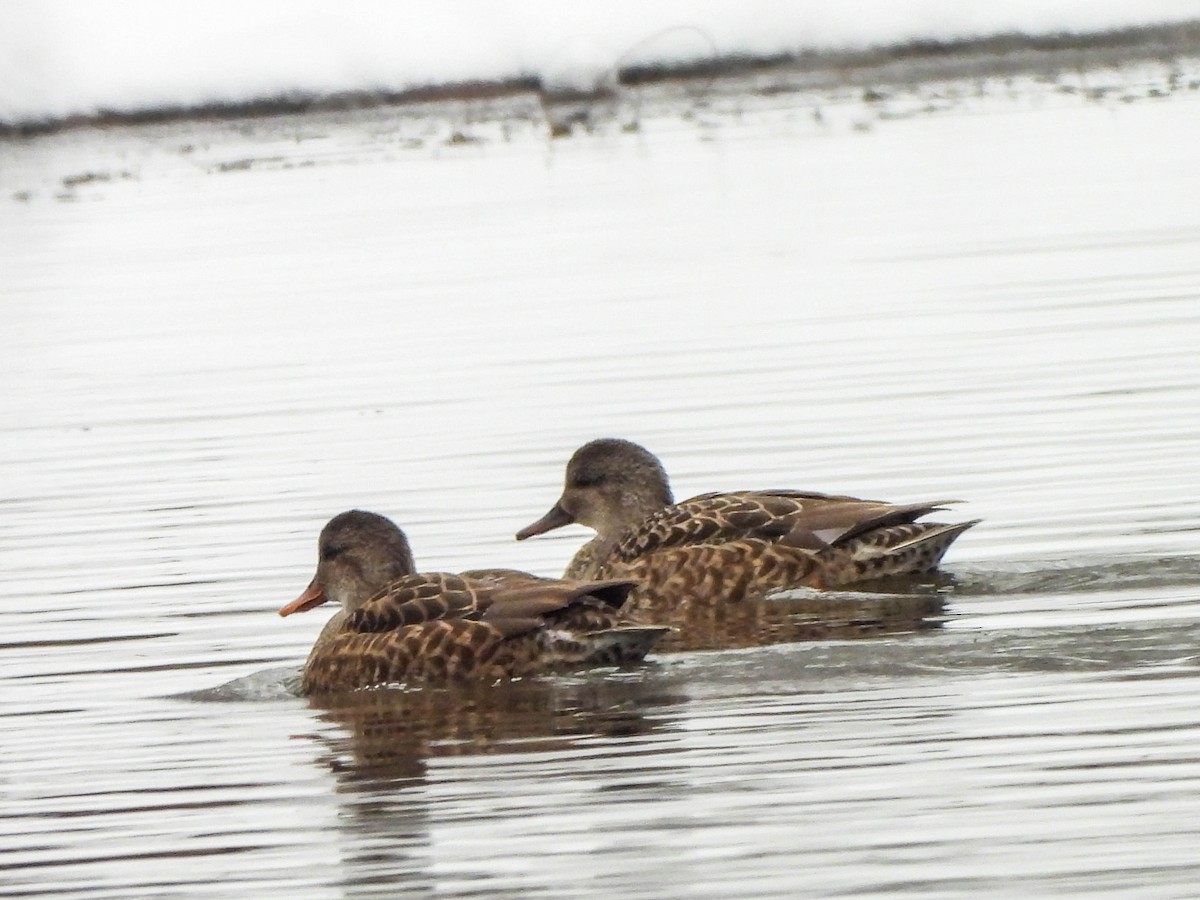 Gadwall - ML646287155