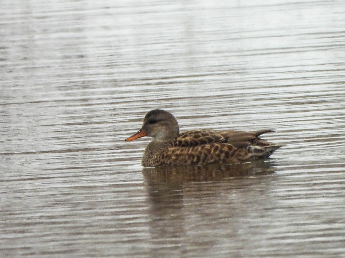 Gadwall - ML646287156