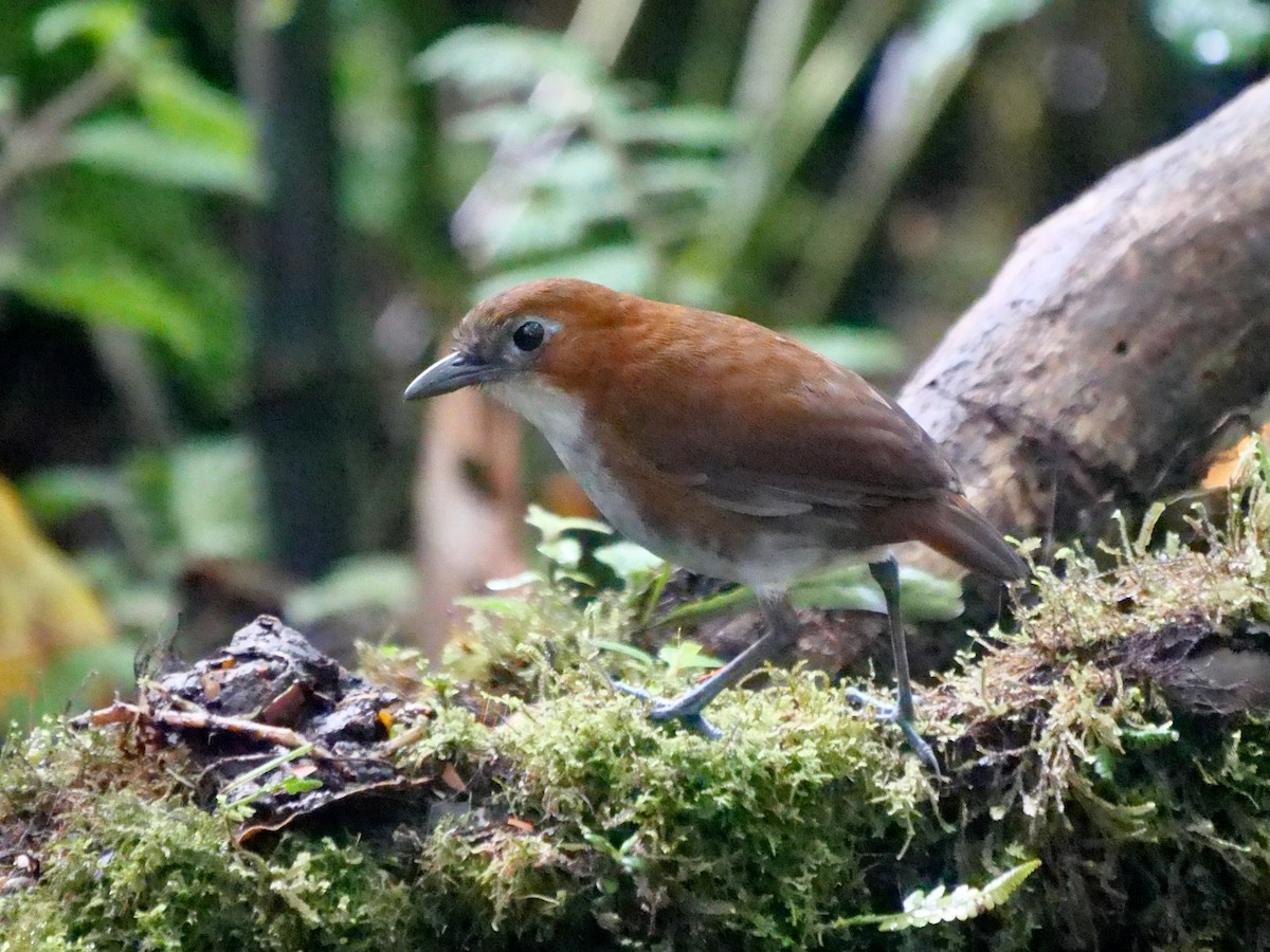 White-bellied Antpitta - ML646287158