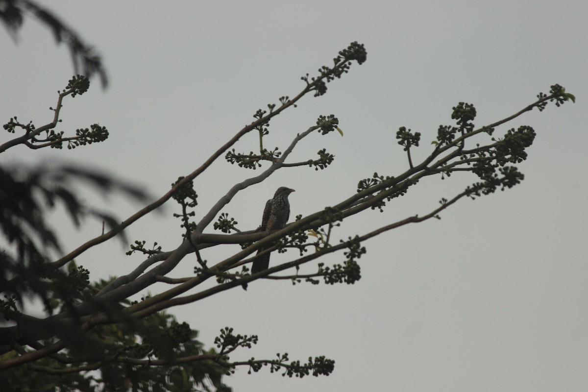 Asian Koel - ML646287159