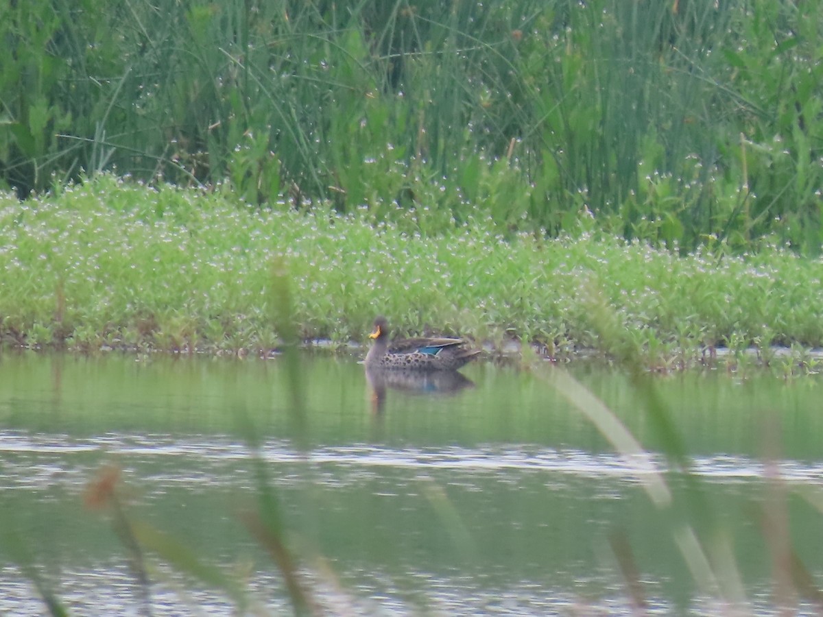 Yellow-billed Duck - ML646287160