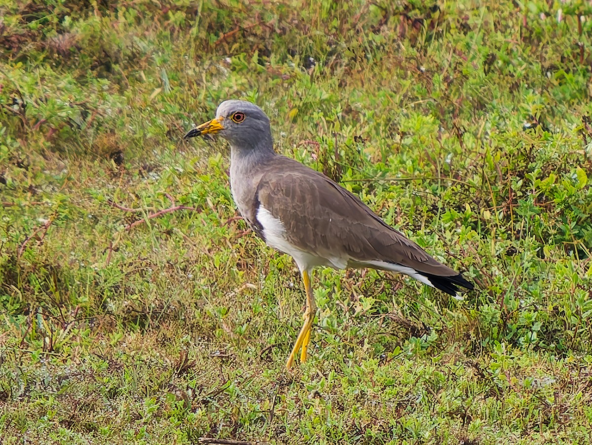 Gray-headed Lapwing - ML646287162