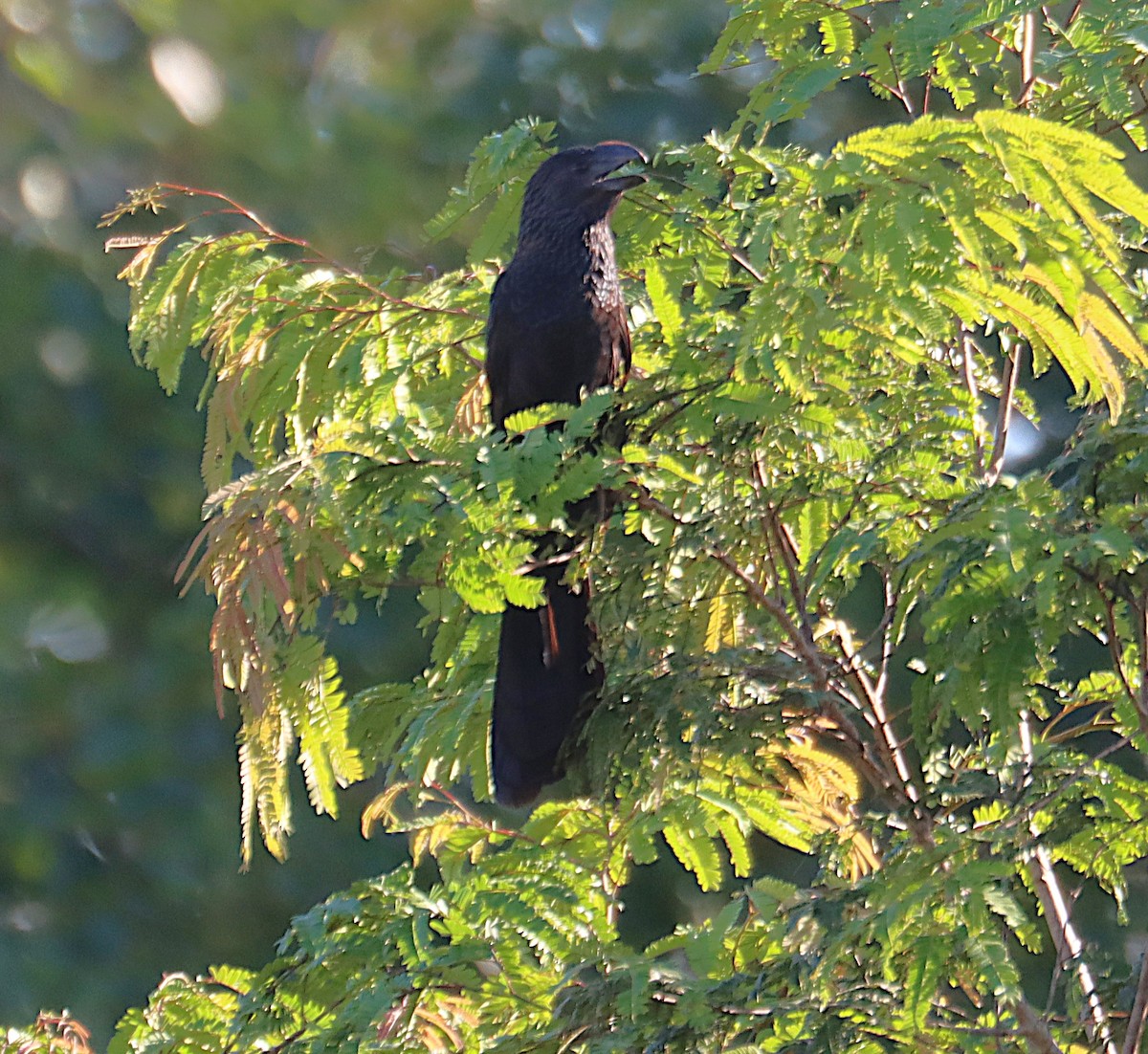 Smooth-billed Ani - ML646287164
