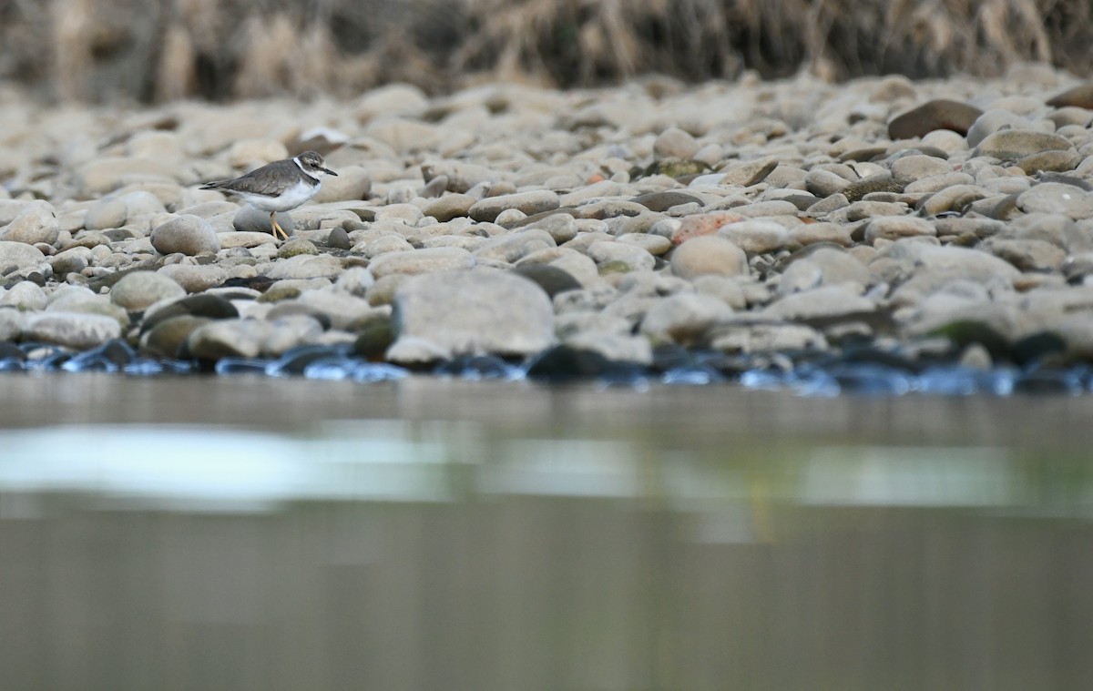 Long-billed Plover - ML646287174