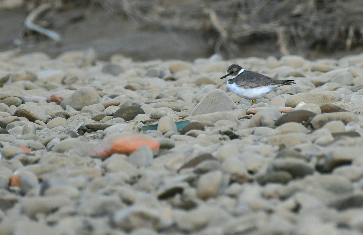 Long-billed Plover - ML646287175