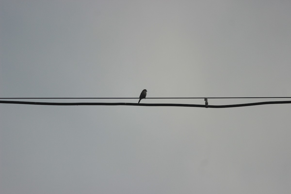 Pullu Munya - ML646287178