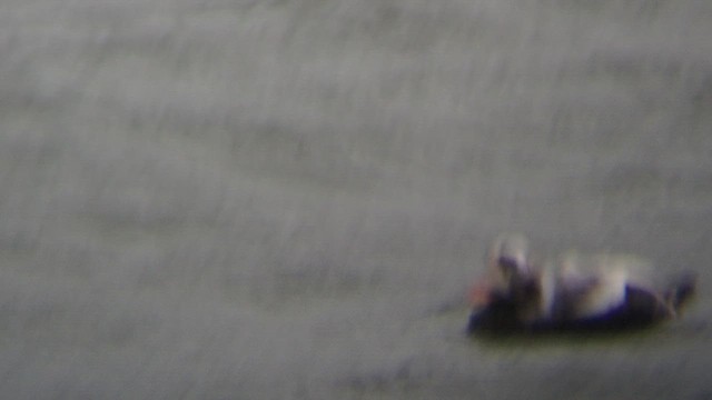 Spectacled Eider - ML646287179