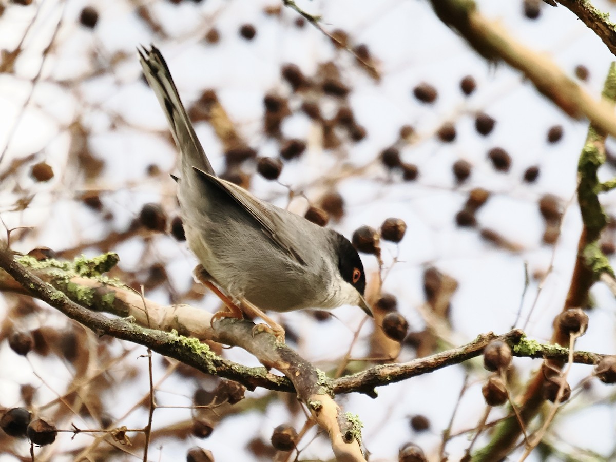 Samtkopf-Grasmücke - ML646287183