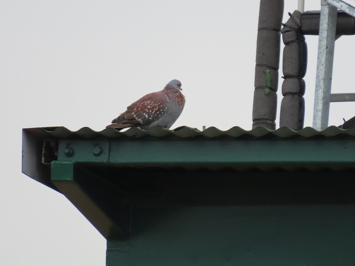 Speckled Pigeon - ML646287185