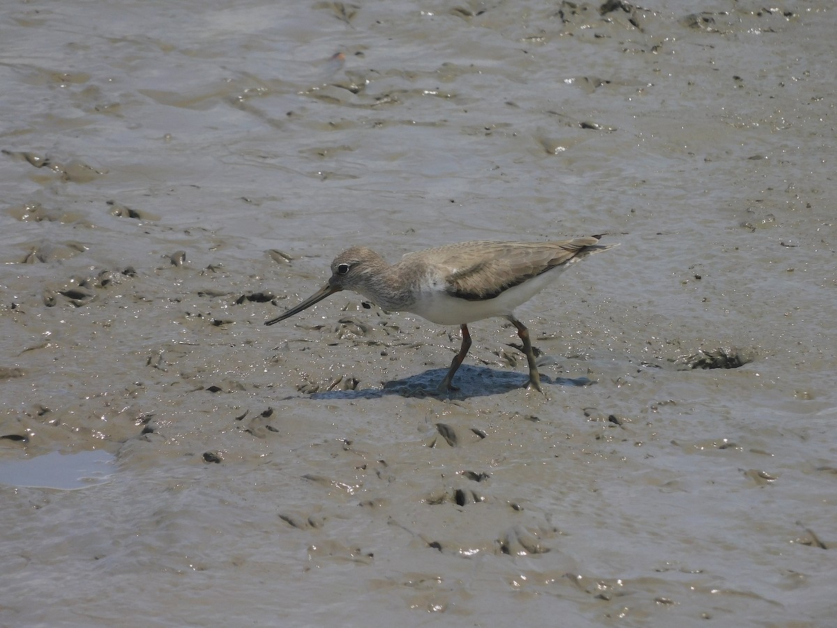 Terek Sandpiper - ML646287192