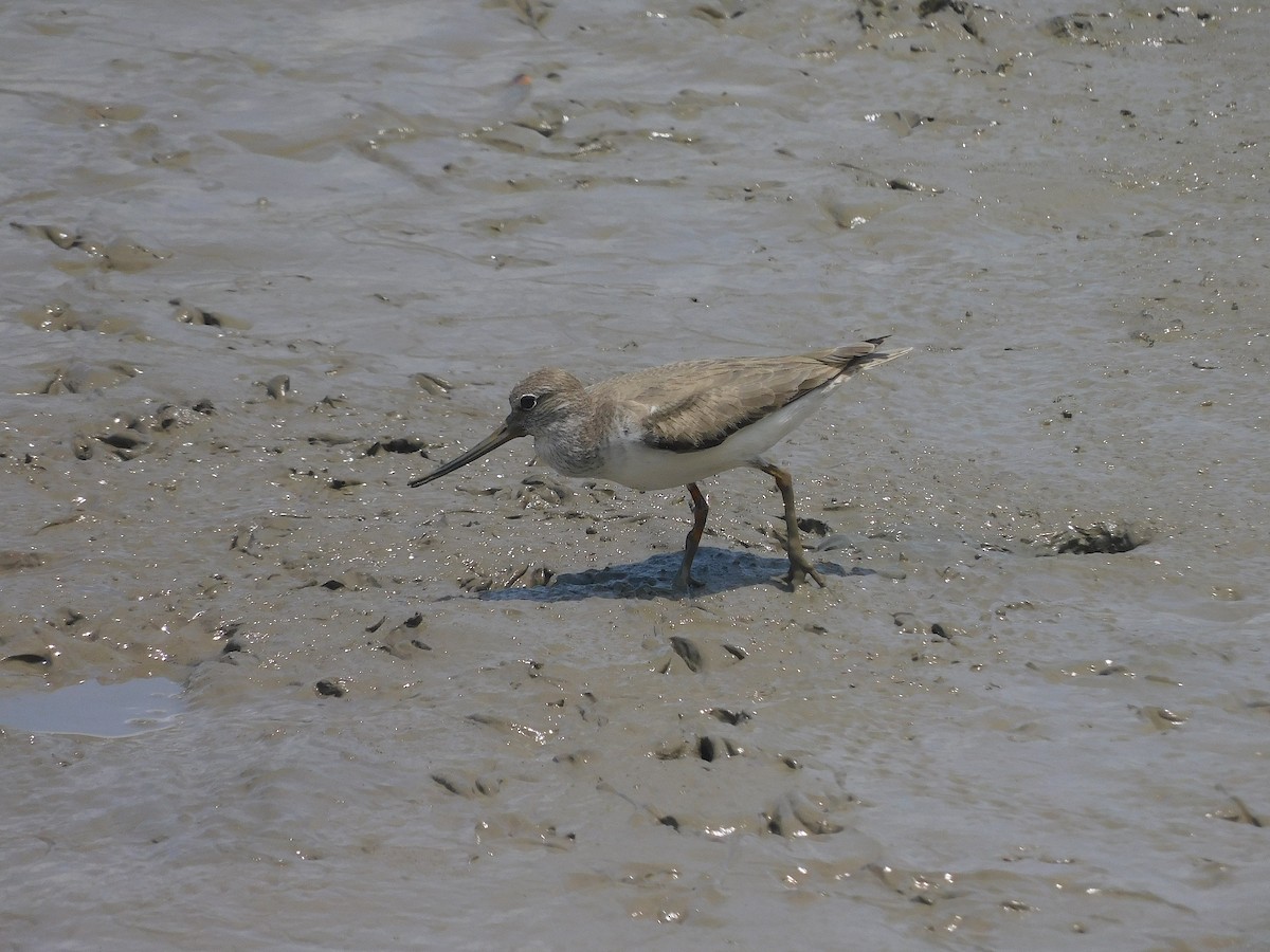Terek Sandpiper - ML646287194