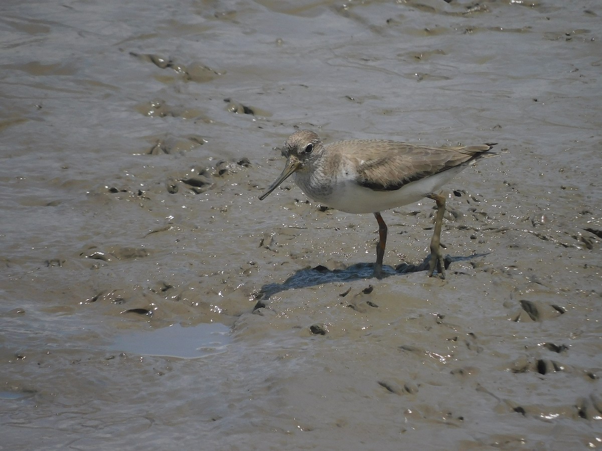 Terek Sandpiper - ML646287195
