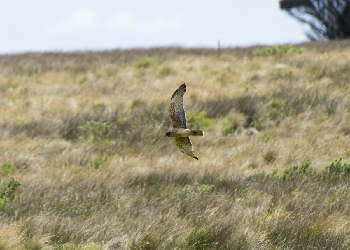 Aguilucho Lagunero del Pacífico - ML646287197
